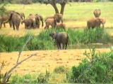 Elefanten Herde im Amboseli