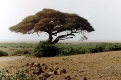 baobab im tsavo park