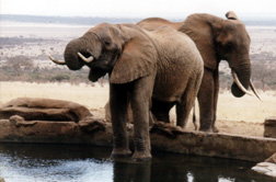Elefanten in der Kilaguni Lodge