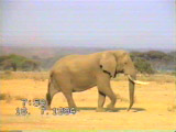 Elefanten