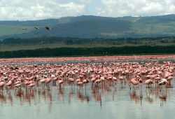Nakuru See